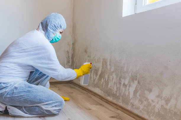 Licensed Mold Remediation service in Lewisville, NC - 24 Hour Mold Removal